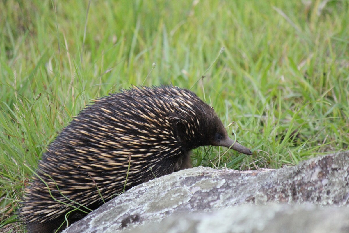 Local wildlife